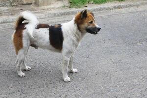 Thais bangkaew hond staand Aan de straat. foto