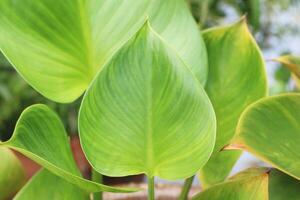 dichtbij omhoog van natuurlijk groen blad in tuin met kopiëren ruimte gebruik voor net zo achtergrond. selectief focus Aan bladeren. vers natuur planten foto