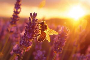 ai gegenereerd bij vliegt in de buurt een lavendel bloem Bij zonsondergang, dichtbij omhoog foto