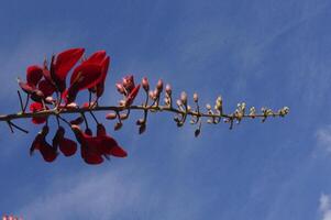 dadap bloemen of erythrina fusca Aan een blauw lucht achtergrond foto