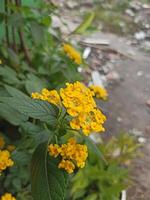 geel lantana bloemen, lantana camera, zijn bloeiend foto