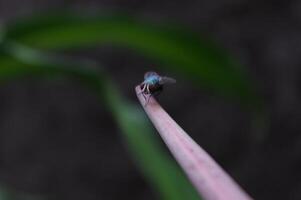 macro foto's van insecten met donker achtergrond foto