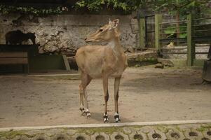 de nijlgau of boselaphus tragocamelus, is de grootste soorten van Aziatisch antilope foto