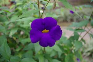 de koning mantel of struik klok Liaan of thunbergia erecta bloem heeft een diep paarsblauw bloemblaadjes foto