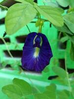 de vlinder erwt bloem - clitoria ternatea - is donker paarsachtig blauw en kan worden gemaakt in een gezond drinken foto