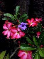 minnieroot of ruellia tuberosa bloemen tussen adenium bloemen foto