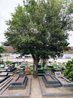 schaduwrijk bomen tussen de graven foto