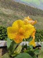 canna lelie bloem of geel koning humbert of kolaboti heeft prachtig geel bloemen met een plons van rood omringd door groot groen gebladerte foto