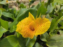 canna lelie bloem of geel koning humbert of kolaboti heeft prachtig geel bloemen met een plons van rood omringd door groot groen gebladerte foto