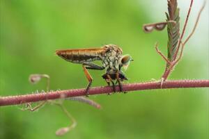 de rover vlieg of asilidae was aan het eten haar prooi Aan de Afdeling van een mopperen foto