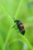 rood kever of trichodes apiaria foto
