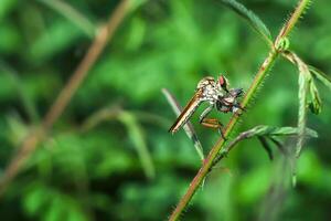 de rover vlieg of asilidae was aan het eten haar prooi Aan de Afdeling van een mopperen foto