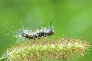 rups- bruin pollen mot foto