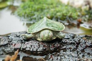 braziliaans schildpad of zwartbuik schuif of trachemie dorbigni foto