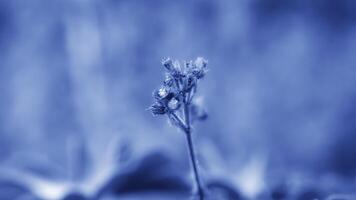 macro schieten van bloem net zo achtergrond foto