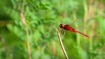 een rood geaderd darter of nomade libel is neergestreken Aan een Afdeling en doorweekt in regenwater foto