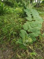 courgette groente groen blad foto