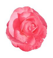 roze roos bloem geïsoleerd Aan wit achtergrond. knipsel pad inbegrepen. nat camelia foto