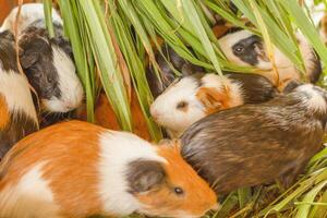 Guinea varkens aan het eten na aan het eten gras.caviidae.hamster Aan de grond, hamster. foto