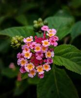 een roze lantana bloem met geel centra foto