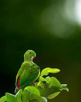 een groen papegaai neergestreken Aan een Afdeling met bladeren foto