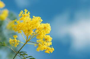 ai gegenereerd mimosa bloesems Aan een zonnig dag foto