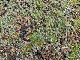 groen mos groeide Aan de grond in de Woud foto