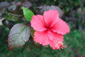 hibiscus rosa-sinensis. deze is een tropisch groenblijvend fabriek met roze bloemen en groen bladeren gedurende de zonnig dag. foto