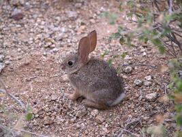 klein woestijn konijn zittend in grind loopbrug met planten foto