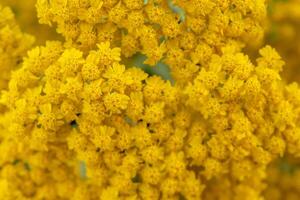 duizendblad geel bloemen Achillea filipendulina foto