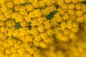 duizendblad geel bloemen Achillea filipendulina foto