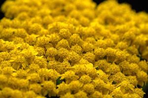 duizendblad geel bloemen Achillea filipendulina foto