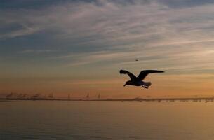 zeemeeuw silhouet vliegend in zonsondergang lucht san francisco baai foto