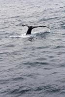 gebochelde walvis staartvinnen Monterey baai Californië foto