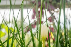 klein wit bloem van herfst zefier lelie zephyranthes Aan de groen tuin. foto is geschikt naar gebruik voor natuur achtergrond, botanisch poster en tuin inhoud media.