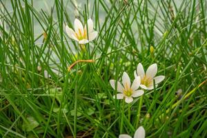 klein wit bloem van herfst zefier lelie zephyranthes Aan de groen tuin. foto is geschikt naar gebruik voor natuur achtergrond, botanisch poster en tuin inhoud media.