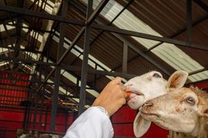 voeden dier groepen schapen ovis Ram Aan de nationaal boerderij de foto is geschikt naar gebruik voor boerderij poster en dier inhoud media.