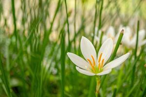 klein wit bloem van herfst zefier lelie zephyranthes Aan de groen tuin. foto is geschikt naar gebruik voor natuur achtergrond, botanisch poster en tuin inhoud media.