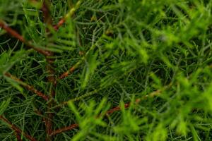 structuur groen blad achtergrond van de Cupressus torulosa de foto is geschikt naar gebruik voor botanisch achtergrond, natuur poster en flora onderwijs inhoud media.