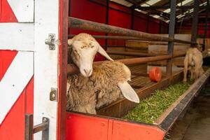 voeden dier groepen schapen ovis Ram Aan de nationaal boerderij de foto is geschikt naar gebruik voor boerderij poster en dier inhoud media.