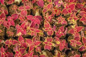 veel van rood blad miana, iler coleus scutellarioides Aan park net zo decoratief fabriek. de foto is geschikt naar gebruik voor botanisch achtergrond, natuur poster en flora onderwijs inhoud media.