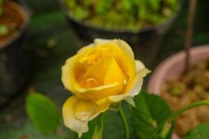 vers geel roos rosa foetida perciana Aan de tuin. de foto is geschikt naar gebruik voor botanisch inhoud media en bloemen natuur foto achtergrond.