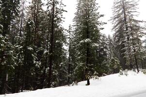 vallend sneeuw langs weg met bomen en bewolkt lucht foto