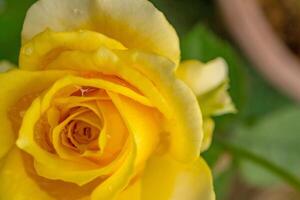 vers geel roos rosa foetida perciana Aan de tuin. de foto is geschikt naar gebruik voor botanisch inhoud media en bloemen natuur foto achtergrond.