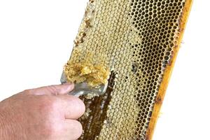 ontzegeld honing cellen met een vork. professioneel imker houdt houten kader met bij honingraat in zijn handen, verzamelt vers geel zoet honing met speciaal hulpmiddel. foto