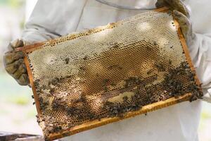 professioneel imker in beschermend werkkleding inspecteren honingraat kader Bij bijenstal. imker oogsten honing foto