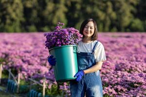 Aziatisch vrouw boer of bloemist is werken in de boerderij terwijl snijdend Purper chrysant bloem gebruik makend van snoeischaar voor besnoeiing bloemen bedrijf voor dood rubriek, teelt en oogst seizoen foto