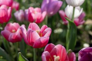 roze tulp bloem in vroeg voorjaar seizoen tuin met kopiëren ruimte voor ontwerp concept foto