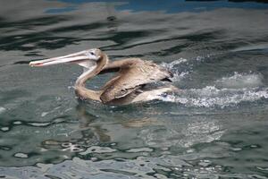 bruin pelikaan spatten in Monterey baai Californië foto