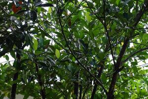 de weelderig bladeren van de jackfruit boom foto